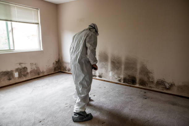 Best Crawl Space Mold Remediation  in Alameda, CA